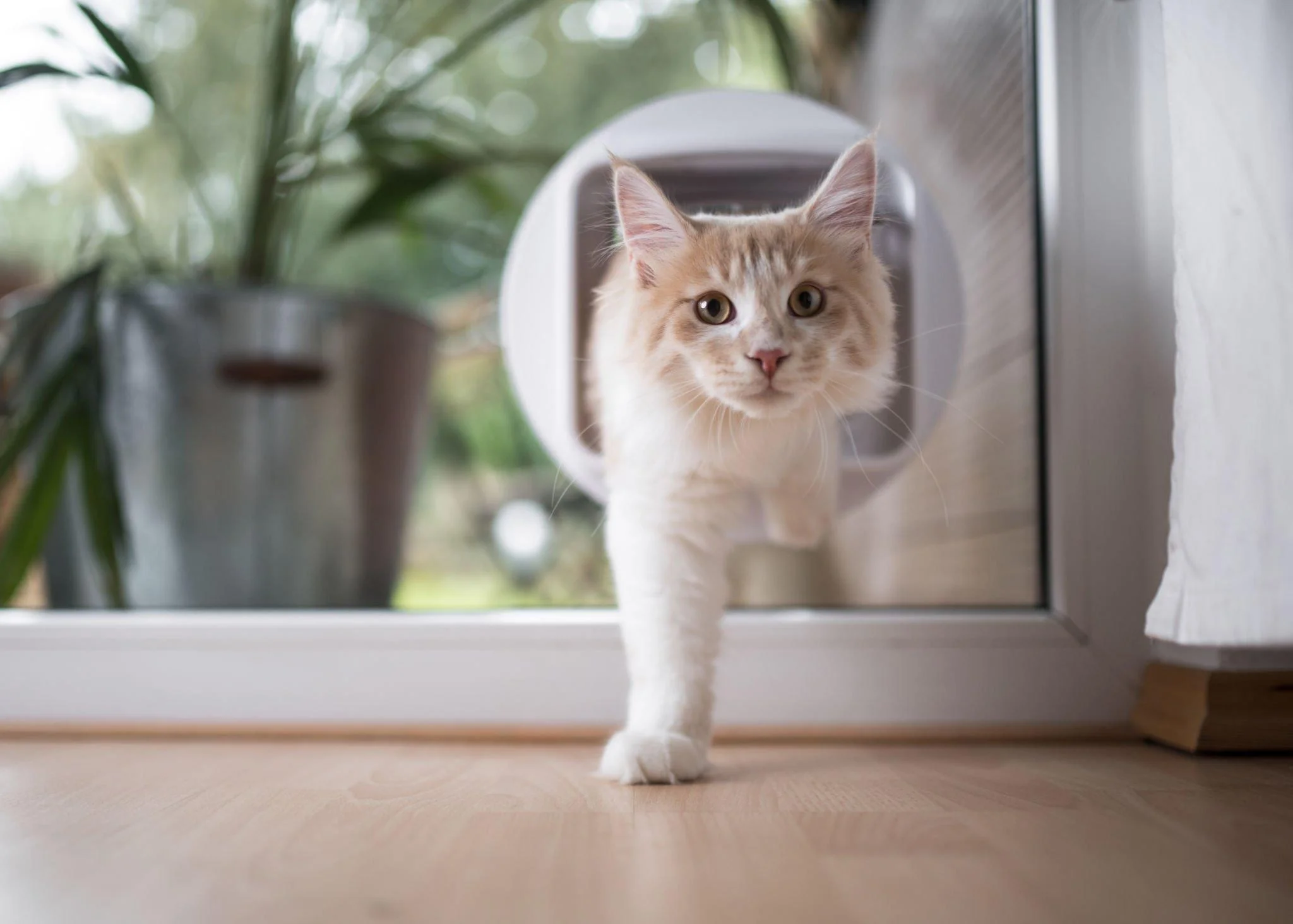 Pet Doors for Glass Doors