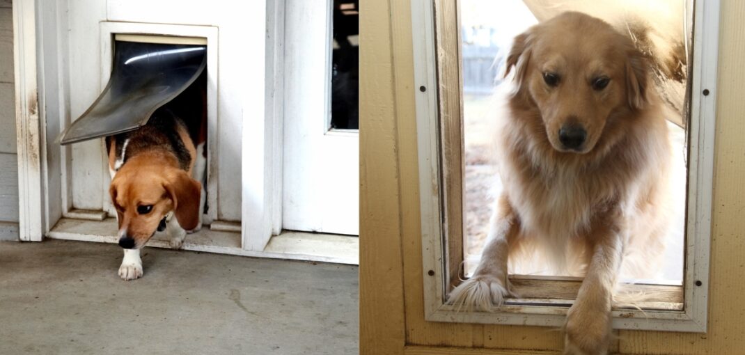 Endura Flap vs. Hale Pet Doors