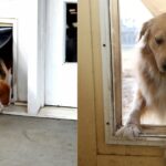 Endura Flap vs. Hale Pet Doors