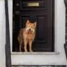 Pet Doors for All Seasons