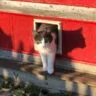 pet door sales and installation