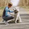 Happiness for Canine Friends