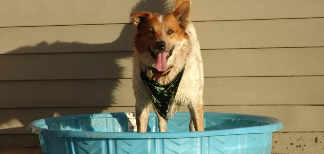 Dog Door