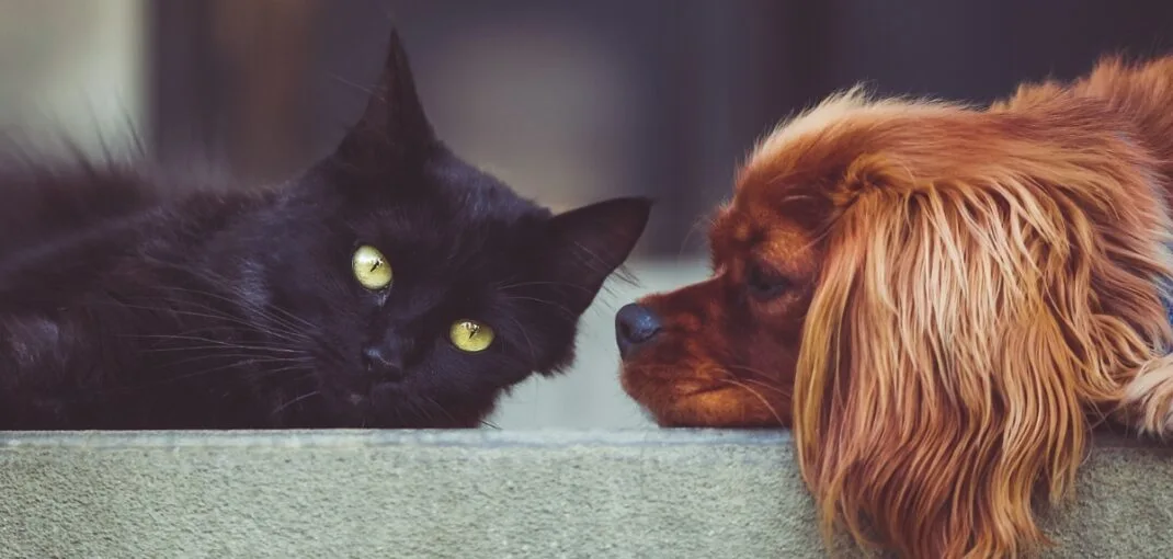 Dogs and Cats