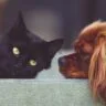 Dogs and Cats