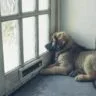 Winter-Proof Dog Doors