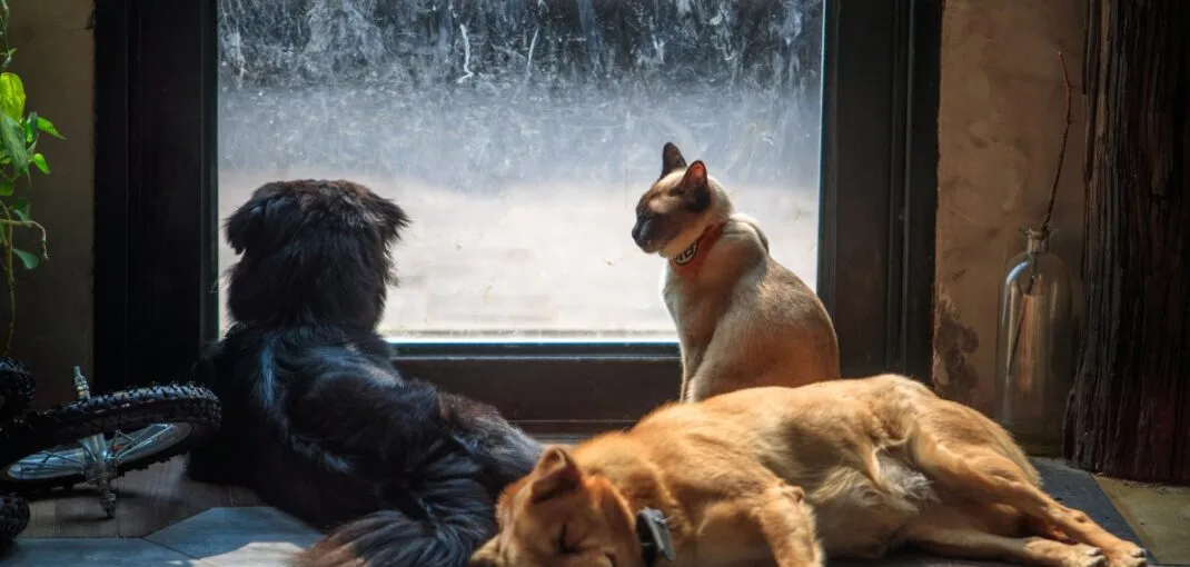 pet door sales and installation Orange County
