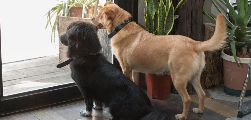 Pet door sales and installation in Sacramento