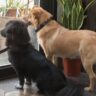 Pet door sales and installation in Sacramento
