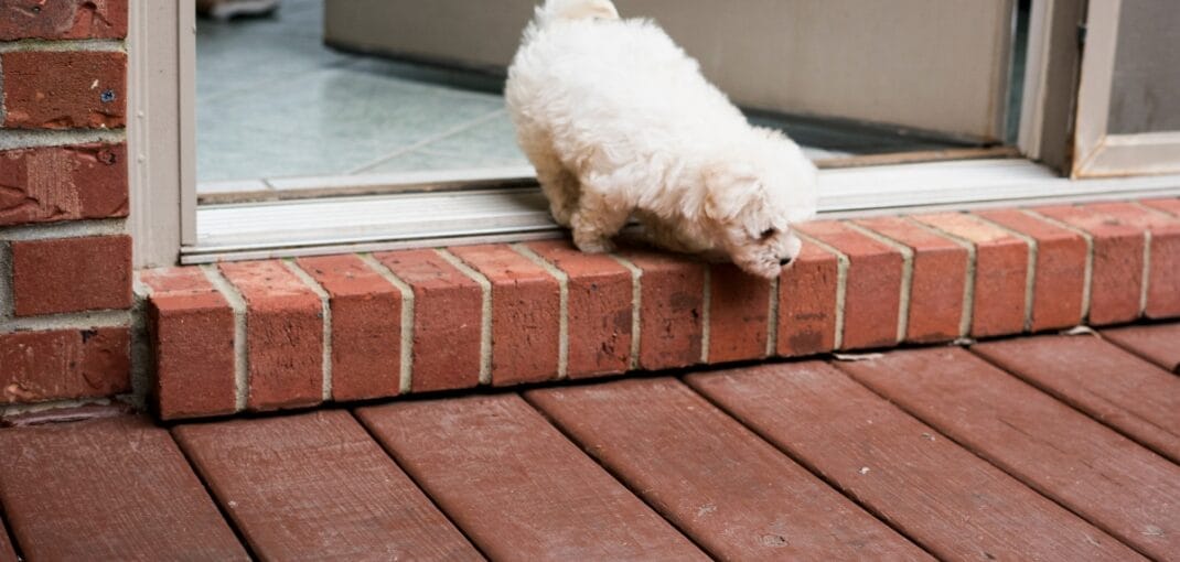 pet door sales and installation Austin