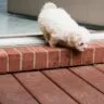 pet door sales and installation Austin