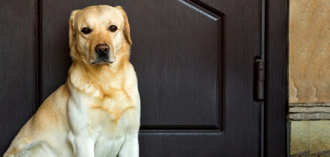 Most Suitable Pet Doors for Dogs