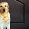 Most Suitable Pet Doors for Dogs