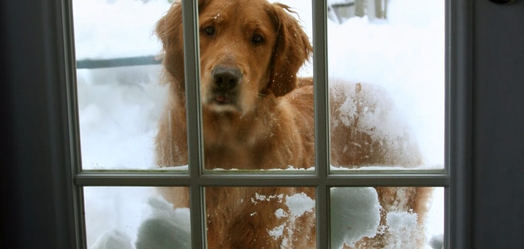 winter dog door