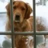 winter dog door