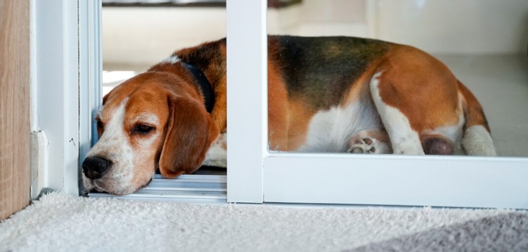 Pet Doors