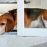 Pet Doors
