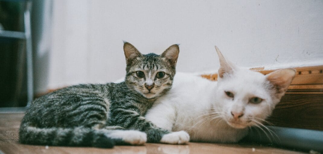 Cat Need a Feline Companion?