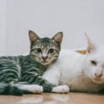 Cat Need a Feline Companion?