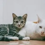 Cat Need a Feline Companion?