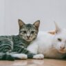 Cat Need a Feline Companion?