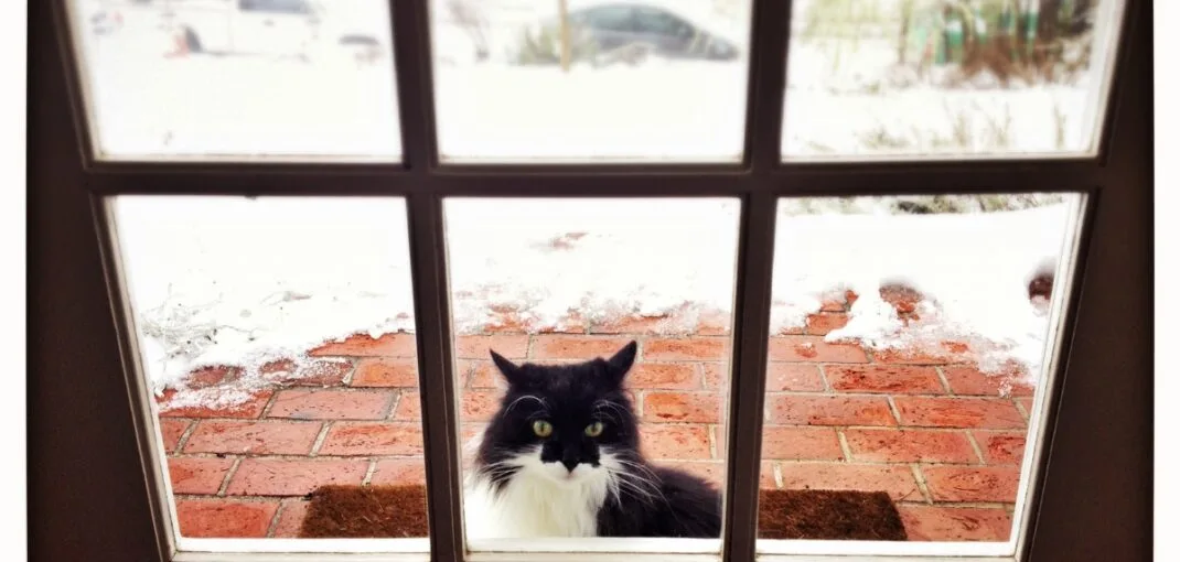 Winterize Pet Door