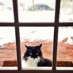 Winterize Pet Door