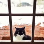 Winterize Pet Door
