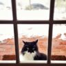 Winterize Pet Door